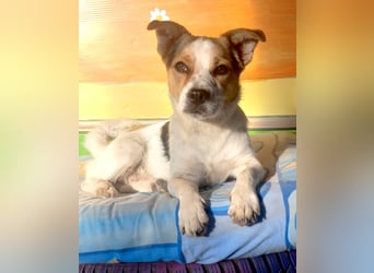 Didier - freundlicher, aktiver, verspielter kleiner Jack Russel-Mix Rüde / z.Zt. noch in Rumänien