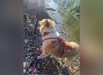 BENJI (*2024) auf Pflegestelle in 86989 Steingarten