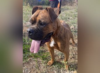 Boxermädel Ersi sucht ein aktives Zuhause.