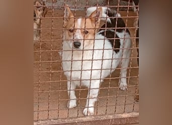 ❤️ süßer kleiner Stenz PABLO - 3 Jahre, 30cm - Corgi-Jack-Russel-Mix