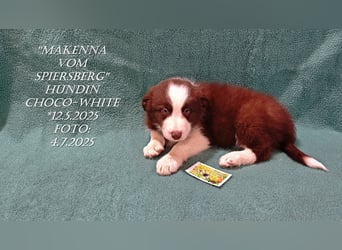 Border Collie-Welpen , black-,choco-,red-white und red-,black-merle