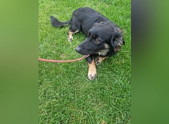 JACK - der neugierige kleine Dackelmix-Mann liebt Kinder und Artgenossen +  sucht ein liebes Zuhause