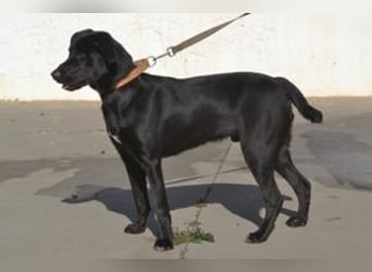 Rex, ein fröhlicher Wirbelwind auf der Suche nach aktiven Menschen