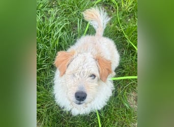 Lucky ❤️ wartet in 78247 Schlatt am Randen