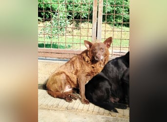 ältere Mischlings Hündin Babsi sucht ein Zuhause oder Pflegestelle