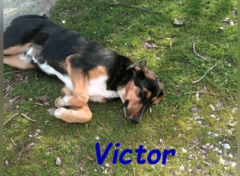 Victor geb. 07/2023 (GRC Pflegestelle) - wunderschöner und menschenbezogener Junghund!