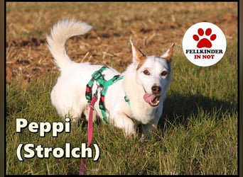 Corgi Mischlings-Rüde Peppi (Strolch) sucht sein Glück