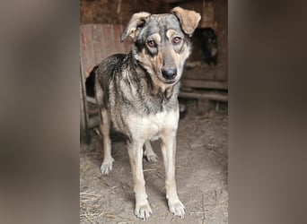 Nadja - fröhliche, aktive, liebe Schäferhund Mix Hündin / z.Zt. noch in Rumänien