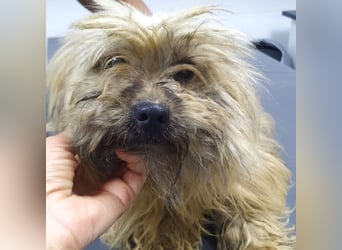 Paula - freundliche, aktive, katzenverträgliche Malteser Mix Hündin / Pflegestelle in Brakel