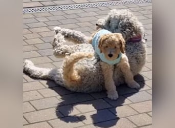 2020, 2025 waren tolle Würfe, 2026 plane ich erneut 1 Wurf  Labradoodlewelpen F1bb in crem