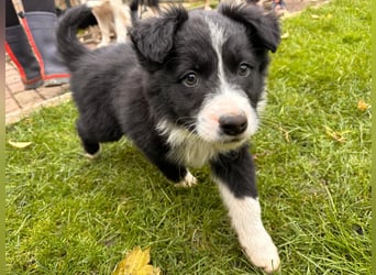 Border Collie Welpen