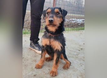 Dino ❤️ neugieriger, aktiver Terrierbub!