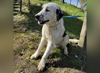 Oreo ein liebesbedürftiger Kerl