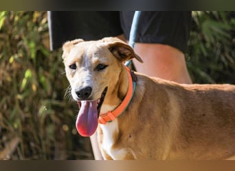 Bonyo, Mix Labrador / Podengo, lieb und sozial