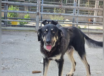 Leo auf der suche nach seinem Für immer Zuhause