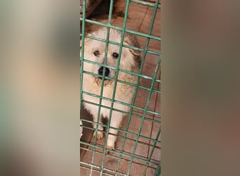 SOS Fluffy sitzt noch in der Tötung
