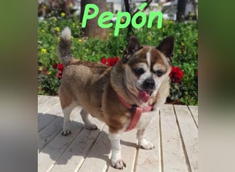 Pepón 01/2016 (ESP) - charmanter, verträglicher und anhänglicher kleiner Chihuahua!