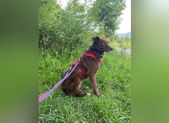 ♥JENNY♥ auf Pflegestelle bei Duisburg - süße, ganz liebe, noch etwas unsichere Hündin 46 cm