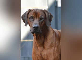 Genetisch Gesunde Rhodesian Ridgeback Welpen erwartet Mitte März 