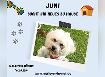 Malteserhündin Juni sucht ihr Für-immer-Zuhause   Pflegestelle in 32257 Bünde