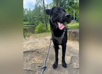 MOGLI ❤️ liebevoller Riese, Pflegefamilie Oberursel