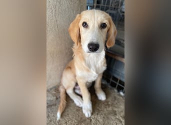 Gipsy, geb. ca. 04/2025, lebt in GRIECHENLAND, im städt. Tierheim Serres