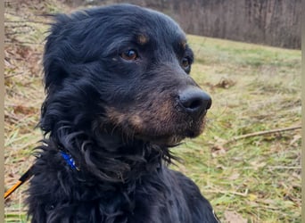 Herzenshund RALF möchte dein Schatten werden