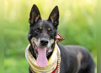 Misha ❤️ Hundeopi mit schwerem Schicksal sucht Geborgenheit