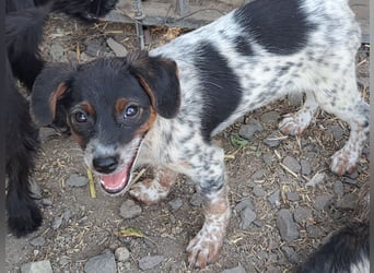 Süße Roxy ( * 03 / 2025 ) sucht ihre Menschen