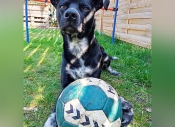 MIKO-#NOTFALL#-hübscher Hundemann liebt ausgedehnte Spaziergänge im Grünen
