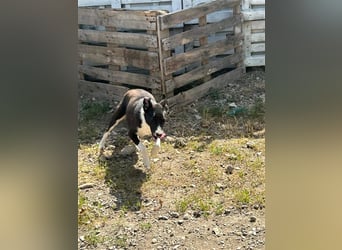 Zauberhafte Kayla ist bereit!