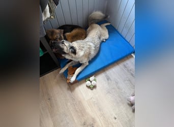Süßer Cody(1 Jahr/53 cm/15 kg) sucht liebevolles Zuhause