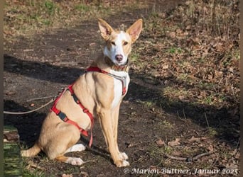 Lila ist eine zierliche Hundedame