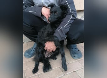 Sasa, tolle Mudi Mama sucht Traumzuhause