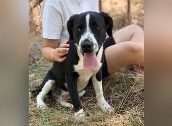 BALU - Fröhlicher Junghund sucht aktive Familie!