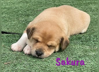 Sakura 01/2025 (ESP Pflegestelle) - neugierige, zuckersüße Ratonero Bodeguero Andaluz Welpin!