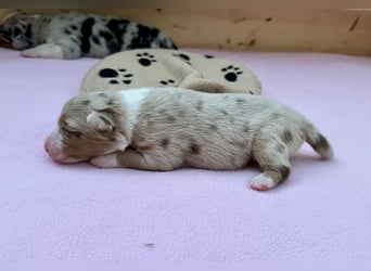 Red Merle Hündin, Australian Shepherd