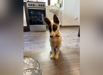Süßer Leo sucht sein Zuhause