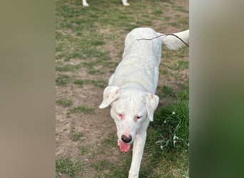 VANCOUVER – großer Herzenshund mit Herdenschutzhund-Seele