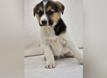 Nathan, einer von 7 süssen Hundebabys