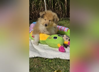 Colliewelpen