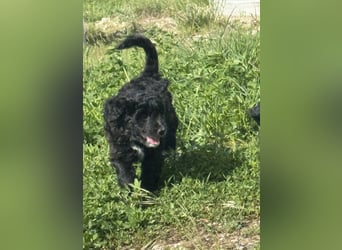 Labradoodle