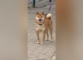 Hervorragender Shiba-Inu-Wurf mit hervorragendem Ausstellungspotenzial