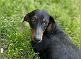 Maggie - Lustige Dackeldame möchte die Welt entdecken.....