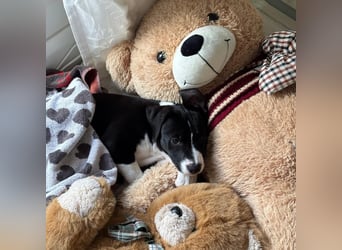 Welpe Kira sucht ihr Für-Immer-Zuhause ❤️