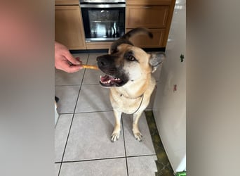 Gipsy wartet in 73460 Hüttlingen auf Besuch