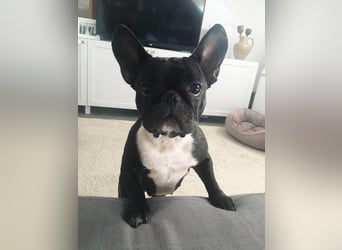 Frenchie Hündin sucht neue Familie