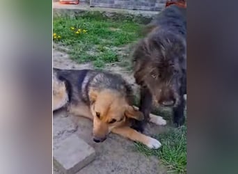 Emma - liebe, soziale, katzenverträgliche Schäferhundmix-Hündin mit Handicap / noch in Rumänien