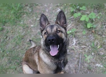 May, Malinois, geb. 2024, liebe Familienhündin-leider mit Handicap