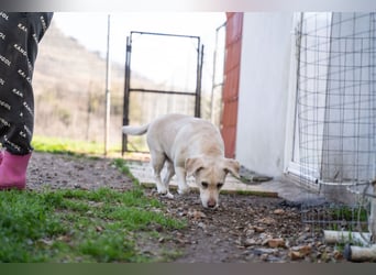 Tzemma - in 74417 Geschwend auf Pflegestelle
